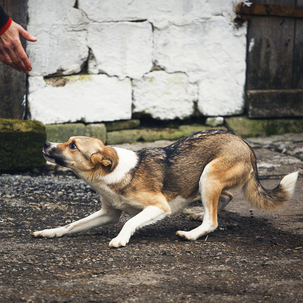 A frightened homeless dog on the street. A dog is afraid of a person.