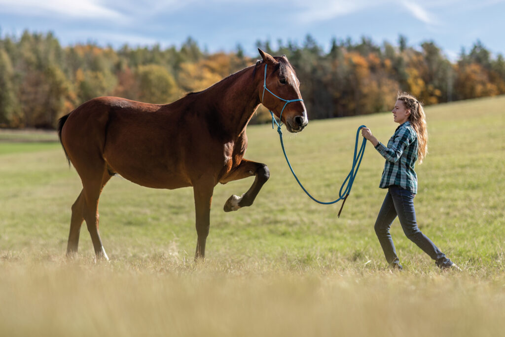 A female equestrian during basic work in natural horsemanship with her bay brown trotter horse in autumn on a meadow outdoors