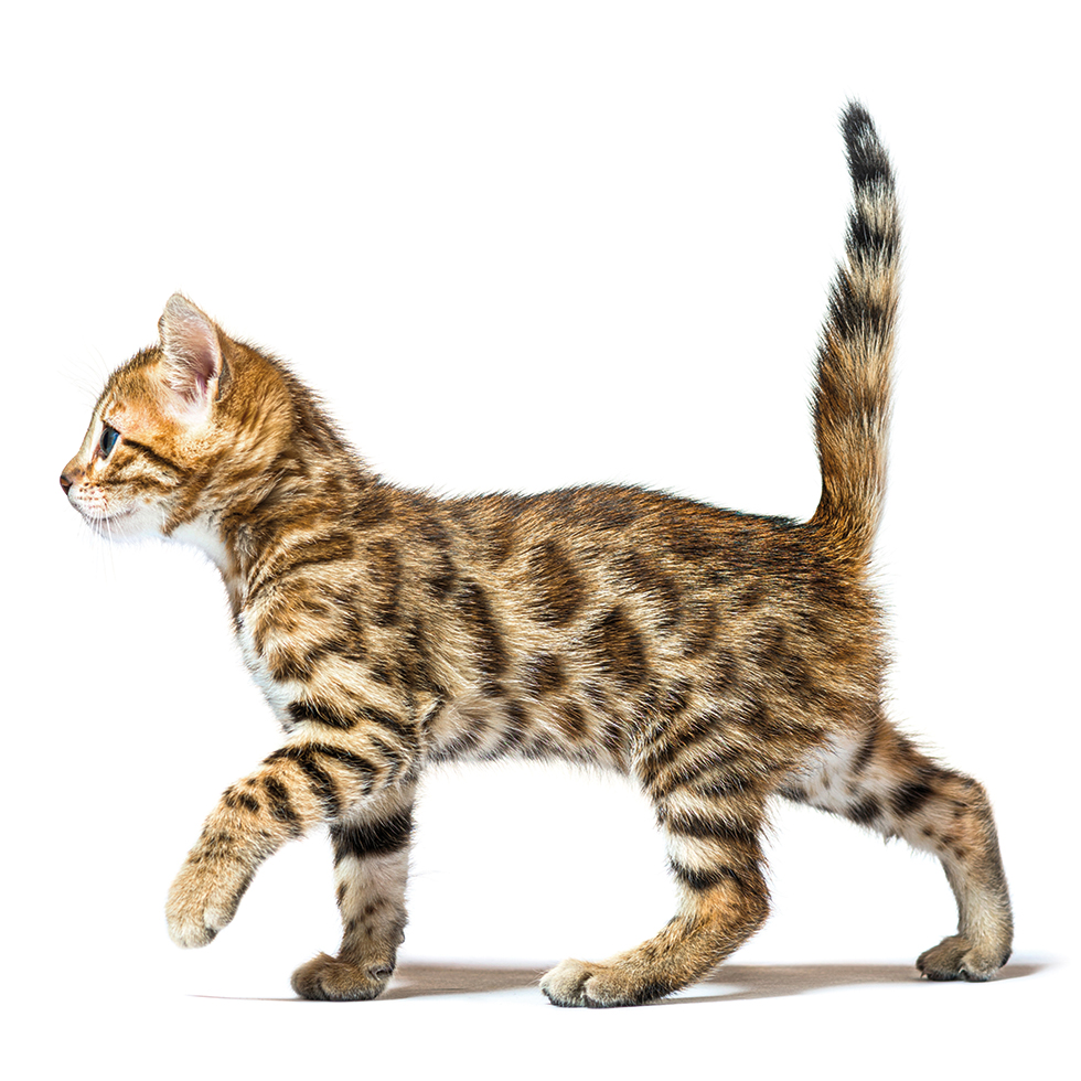 side view of a walking bengal cat kitten, six weeks old, isolated on white