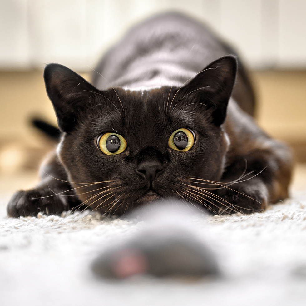 Cat hunting to toy mouse at home, Burmese cat face before pounce, funny domestic kitten plays in house. Look of playful Burma cat catching food indoor. Eyes of happy pet playing and wanting to attack