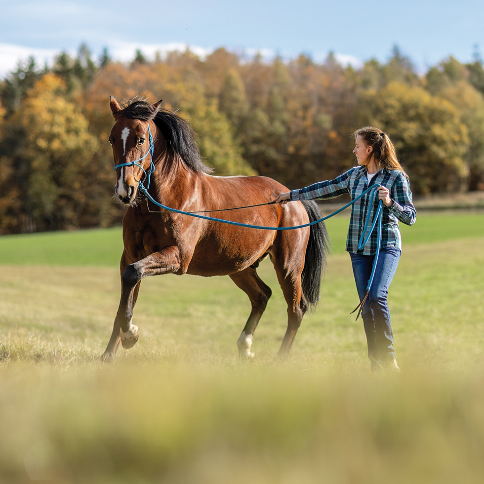 A female equestrian during basic work in natural horsemanship with her bay brown trotter horse in autumn on a meadow outdoors