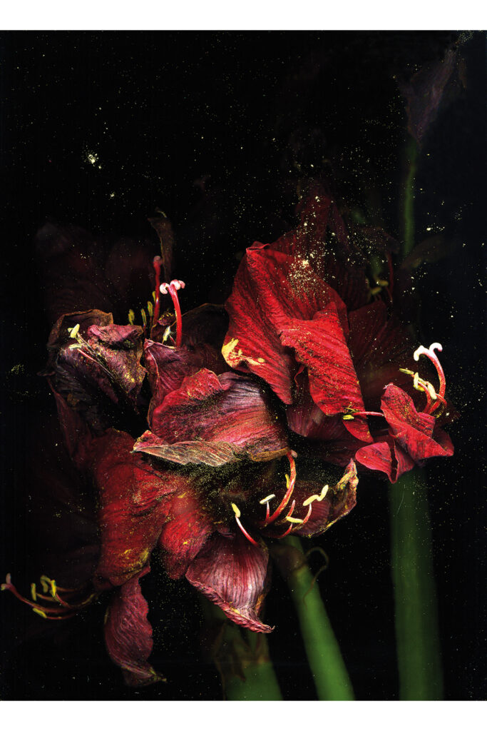 Amaryllis Fotografie